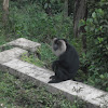 Lion Tailed Macaque