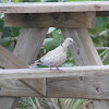 Eurasion Collared-Dove