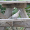 Eurasion Collared-Dove