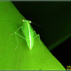 Tropidomantis Praying Mantis (Nymph)