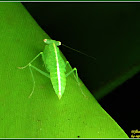 Tropidomantis Praying Mantis (Nymph)