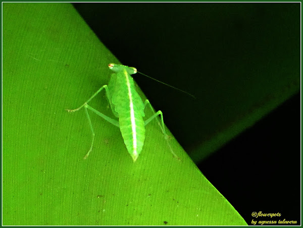 Tropidomantis Praying Mantis Nymph Project Noah