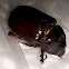 Southwestern Ox Beetle