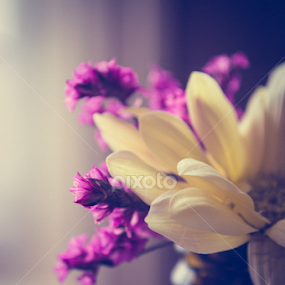 Pure loveliness by Lisa Davies - Flowers Flower Arangements