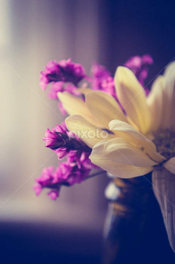Pure loveliness by Lisa Davies - Flowers Flower Arangements