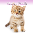 Kitten Slider Puzzle mobile app icon