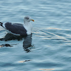 Lesser Black Backed Gull