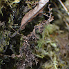 Moss-mimic Walking Stick