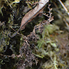Moss-mimic Walking Stick