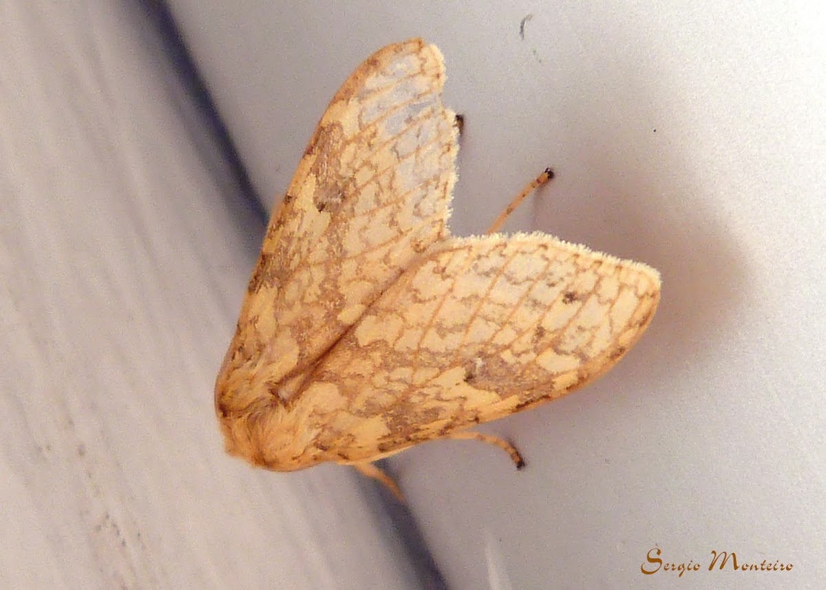 Arctiinae moth