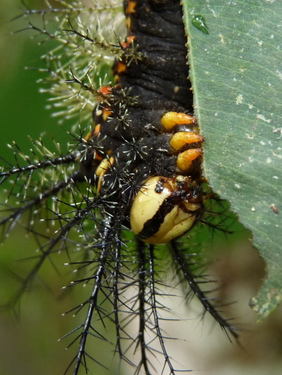 Saturniid moth Caterpillar