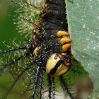 Saturniid moth Caterpillar