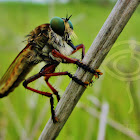 robber fly