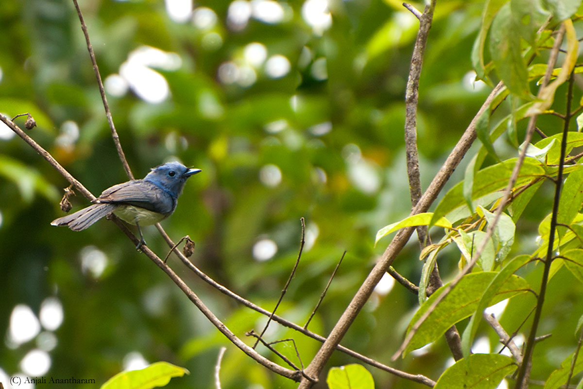 Black-naped Blue Flycatcher