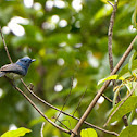 Black-naped Blue Flycatcher