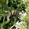 SNOWBERRY CLEARWING