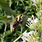 SNOWBERRY CLEARWING