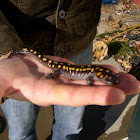 Spotted Salamander