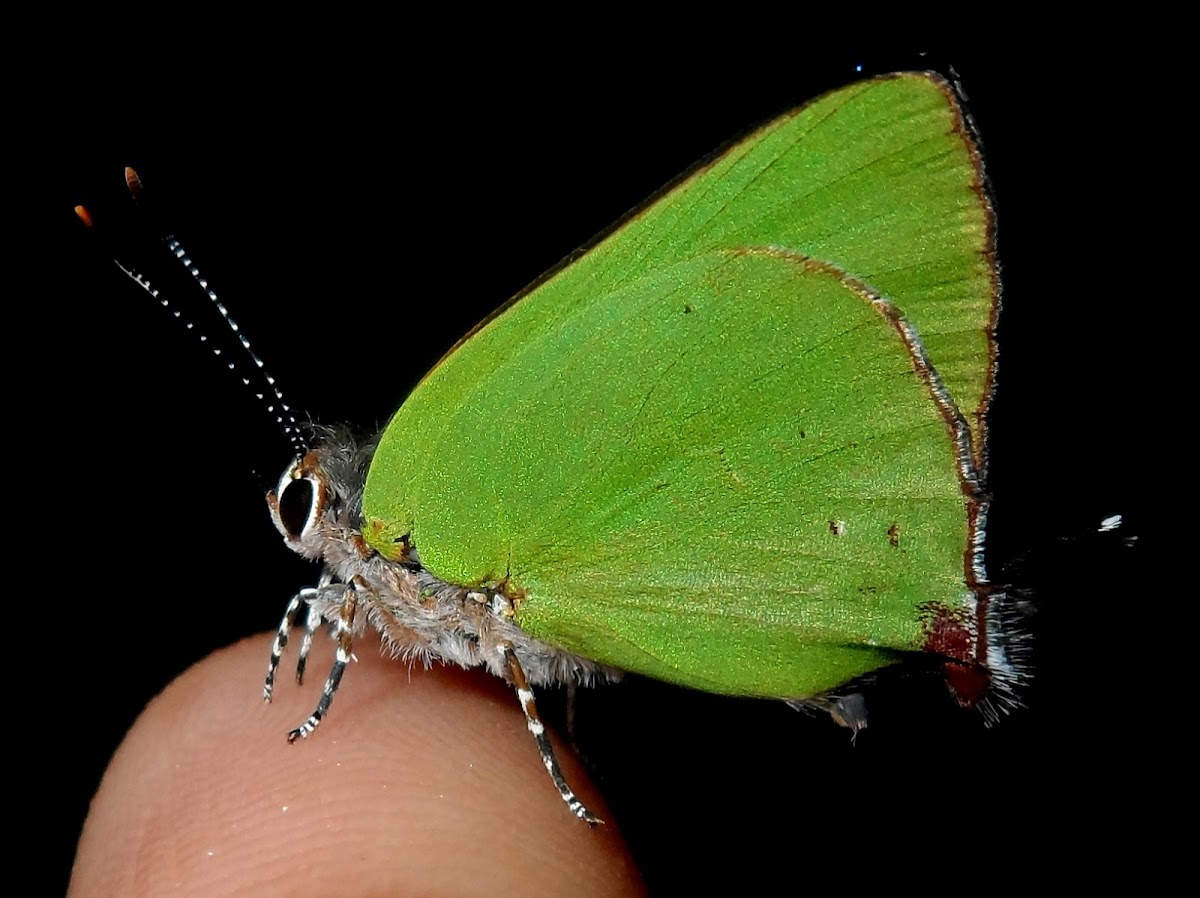 Cyanophrys Butterfly