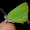 Cyanophrys Butterfly