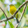 Citrine Canary Flycatcher