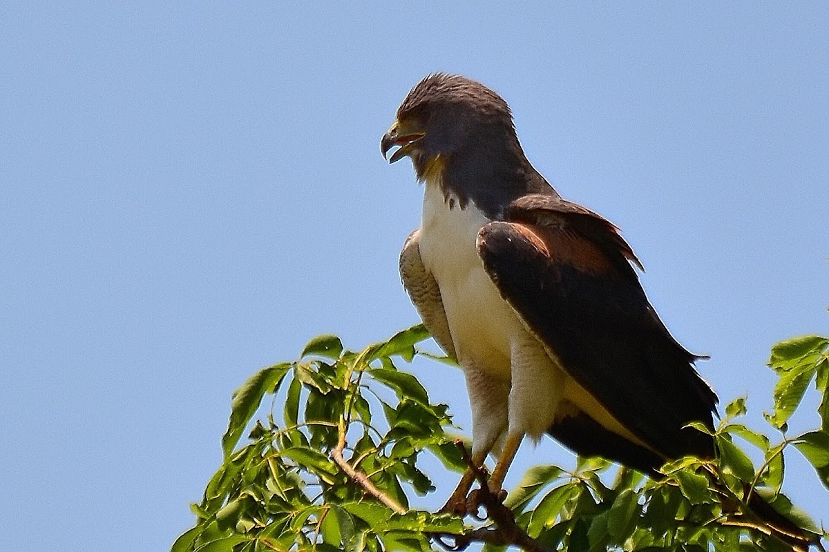 Gavião-de-rabo-branco (White-tailed-hawk)