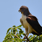Gavião-de-rabo-branco (White-tailed-hawk)