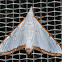 Cirrhochrista Moth