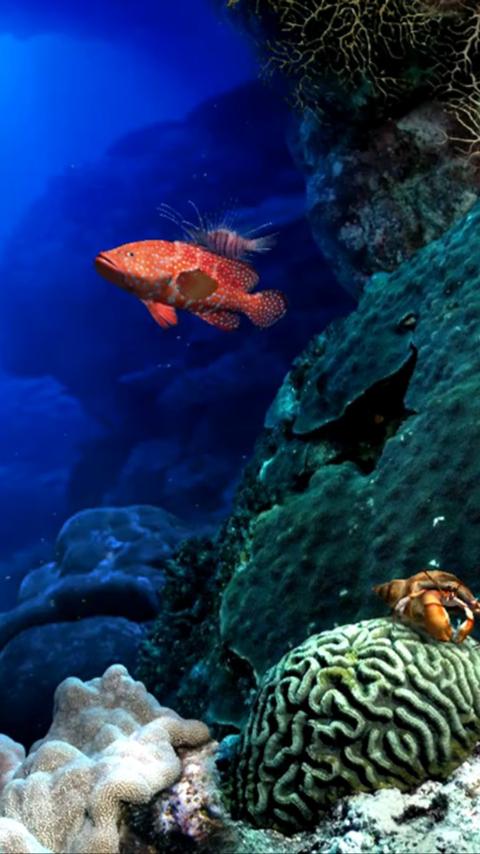 Aquarium Life HD LWP Screen 3