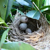 Brown-headed cowbird egg in titmouse nest