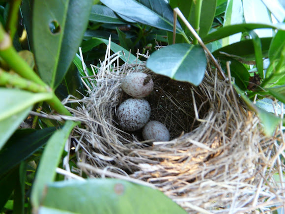 Brown-headed cowbird egg in titmouse nest | Project Noah