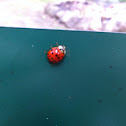 Ladybug