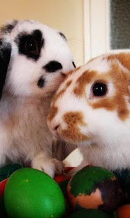 Rabbit Wallpaper Free Screenshots 11