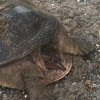 Florida Soft-Shell Turtle