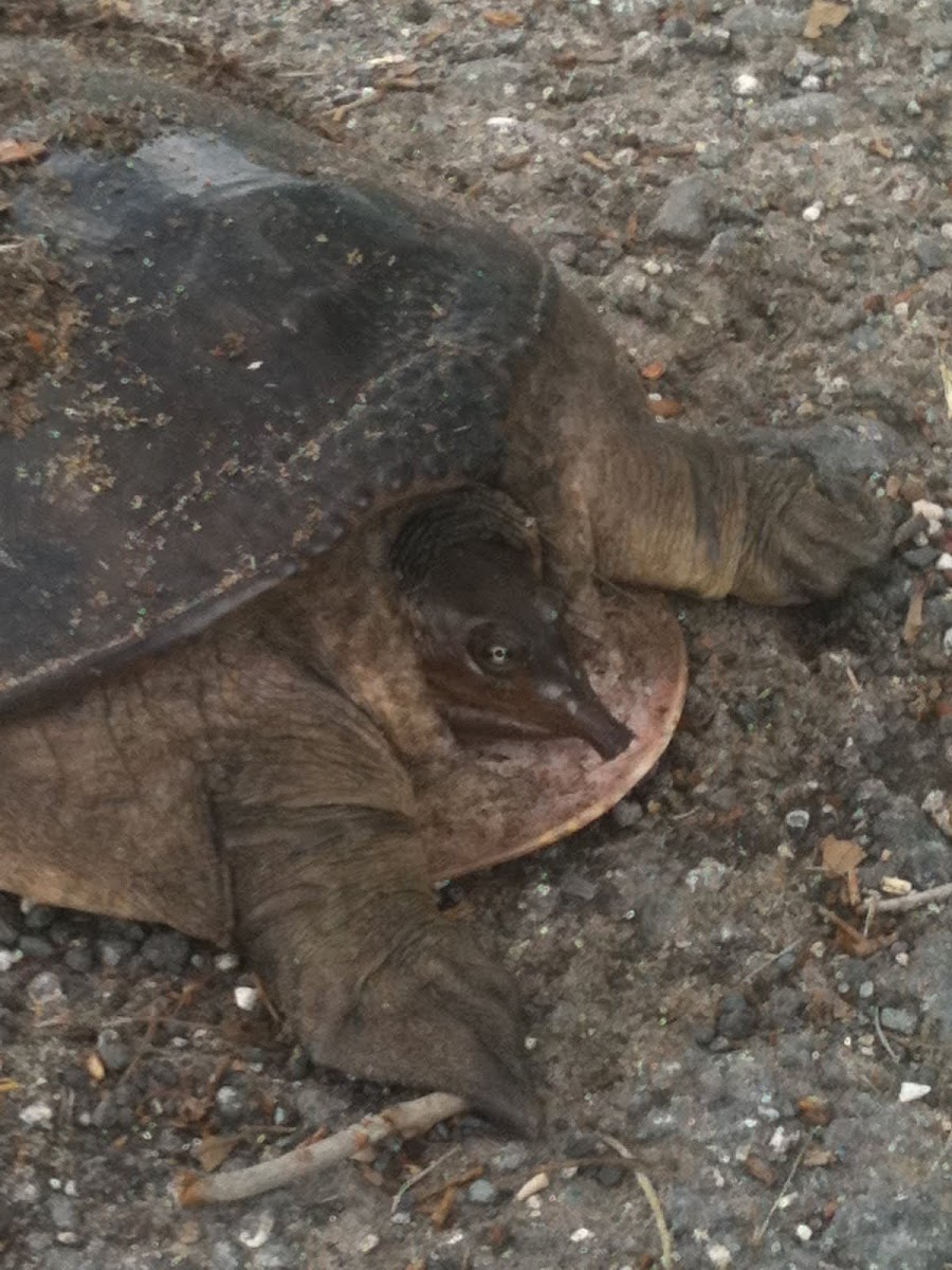 Florida Soft-Shell Turtle