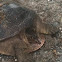 Florida Soft-Shell Turtle