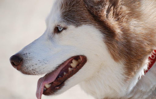 Siberian Husky Wallpapers HD