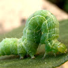 Caterpillar Autographa gamma. Oruga