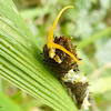 Hector's swallowtail larva (?)