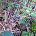 Northwest and common garter snakes