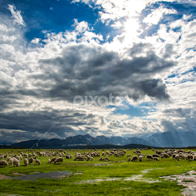 Transhumation by Eduard Gutescu - Landscapes Mountains & Hills