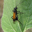 Spider wasp (female)