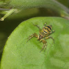 Cosmophasis Jumping Spider (♀)