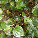 Wildbetal leafbush