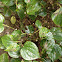 Wildbetal leafbush