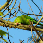 Periquito-rico (Plain Parakeet)