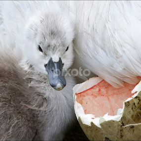 The pair of Mute Swans and cygnets, at Coate Water, that we thought had been poached last summer have be located.  The adults are now on the small pond hopefully getting ready to breed again. by Marlene Finlayson - Animals Birds