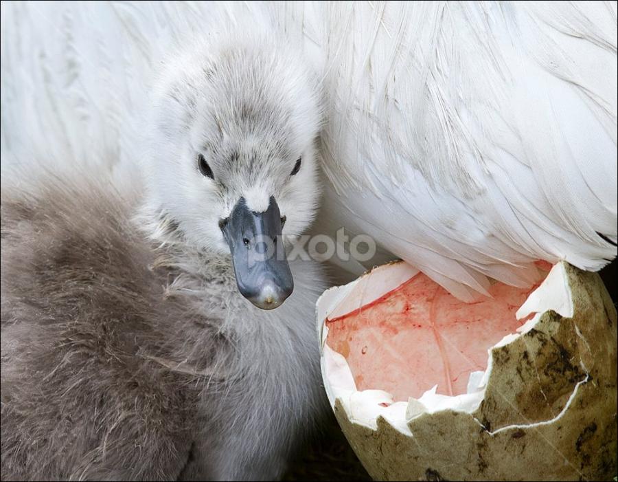 The pair of Mute Swans and cygnets, at Coate Water, that we thought had been poached last summer have be located.  The adults are now on the small pond hopefully getting ready to breed again. by Marlene Finlayson - Animals Birds