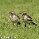 Whitebrowed Wagtail