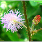 Makahiya, Sensitive Plant
